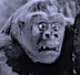 Gorilla No